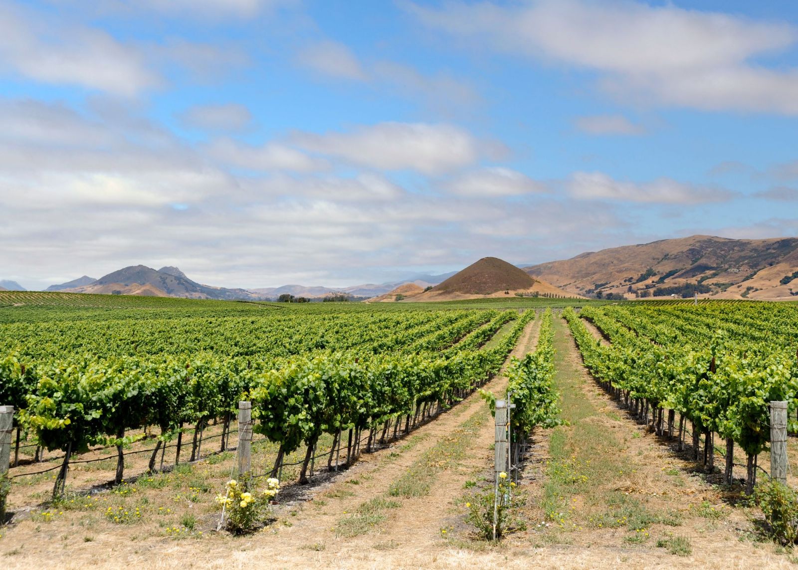 campo de vinicola com videras verdes e montanha ao fundo