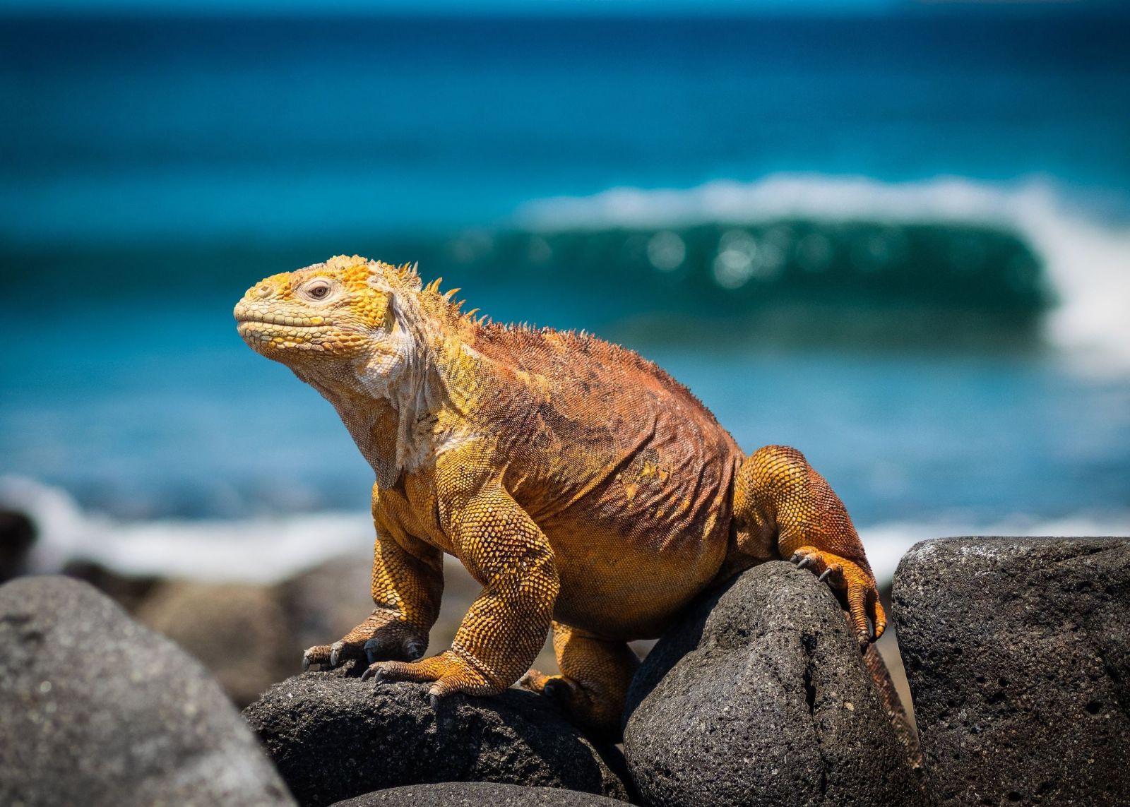 iguana em cima de pedra na praia