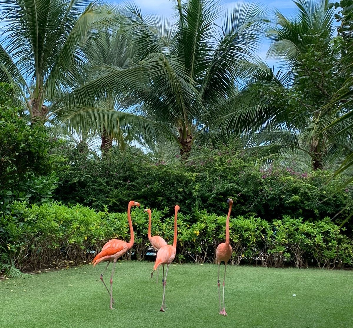 flamingos na grama